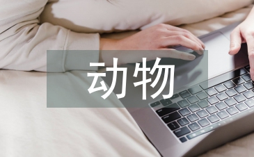 动物教案